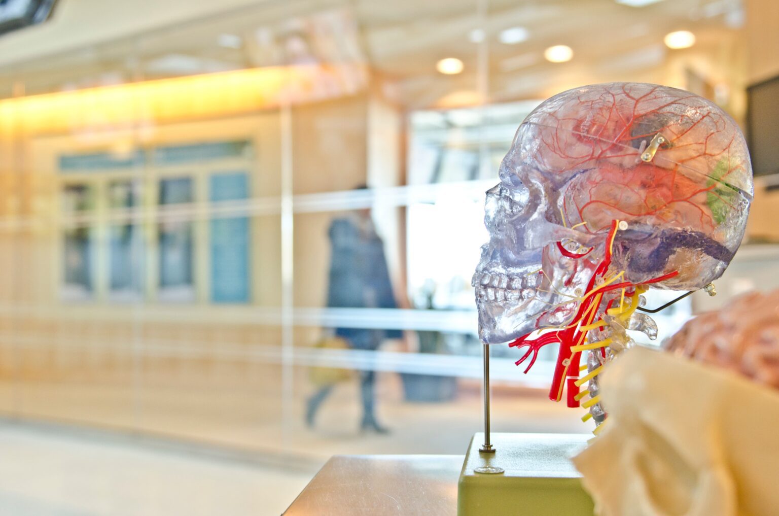 Anatomical brain in school environment